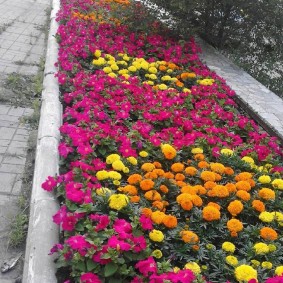Kadife çiçeği ile aynı flowerbed Bard petunyaları