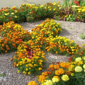 Çakıl ile flowerbed üzerinde çok renkli marigolds