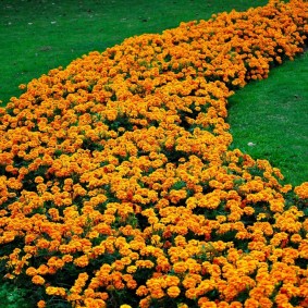 İngiliz çim üzerinde turuncu marigolds şerit