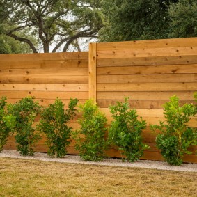 Low bushes along a blank wooden fence