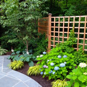 panicle hydrangea in front of the trellised fence