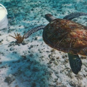 Boden 3d mit dem Bild einer Meeresschildkröte