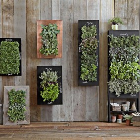 Foto's van groene planten op een houten muur