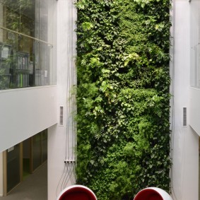 Vele meter muur met groene planten