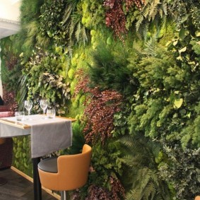 Schaduwrijke planten in het interieur van het appartement