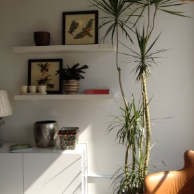 Dracaena in een kamer met witte muren