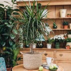 Dracaena op de tafel in de woonkamer