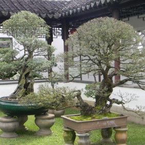 Jardim de estilo chinês em um pequeno terreno