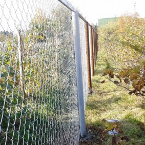Currant bush near a mesh fence