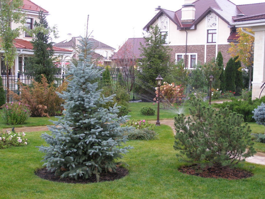 Christmas tree with blue needles on a green lawn