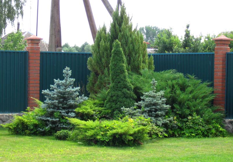 Group of conifers on the background of a fence from a profiled sheet