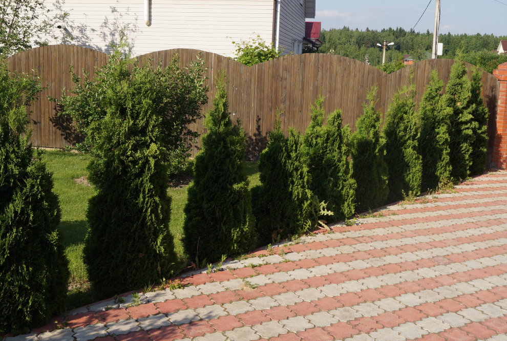 Young thuja as a hedge