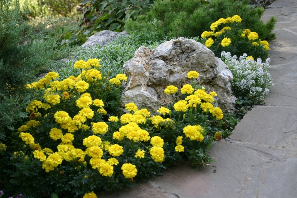 Bir taş bir flowerbed hafif sarı kadife çiçeği