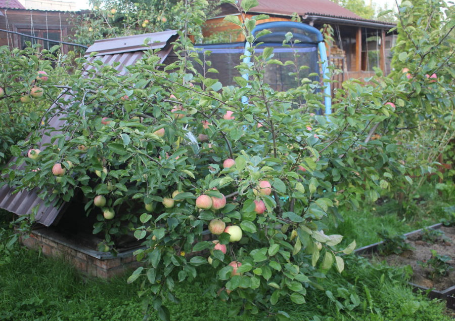 Frutificando uma macieira anã em uma pequena cabana