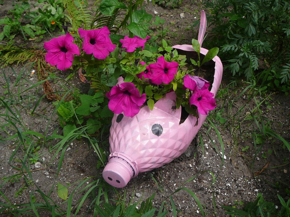 Petunia in a pot from an old bottle