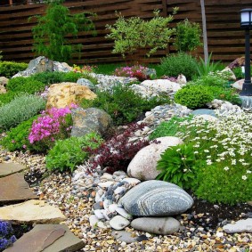 parterres de fleurs avec des pierres espèces de photos de bricolage