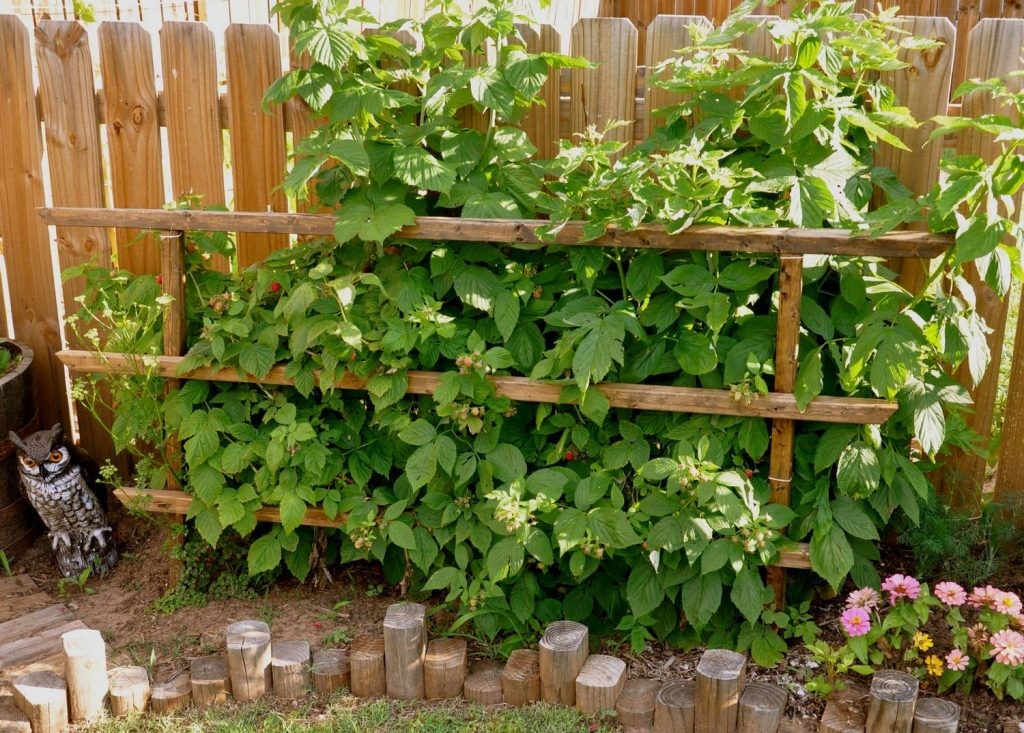 Planting raspberries along a wooden fence