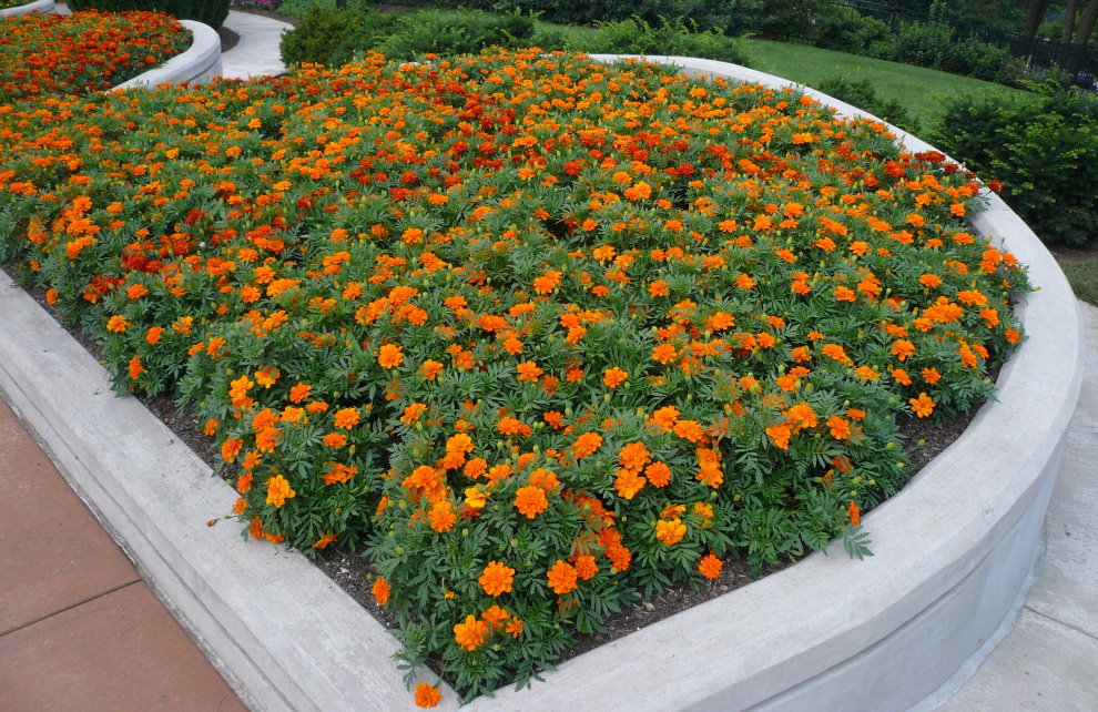 Turuncu marigolds ile Bahçe flowerbed