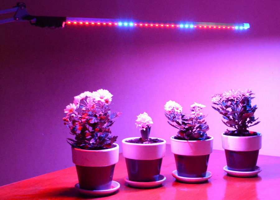 Verlichting van bloeiende planten met een LED-lamp