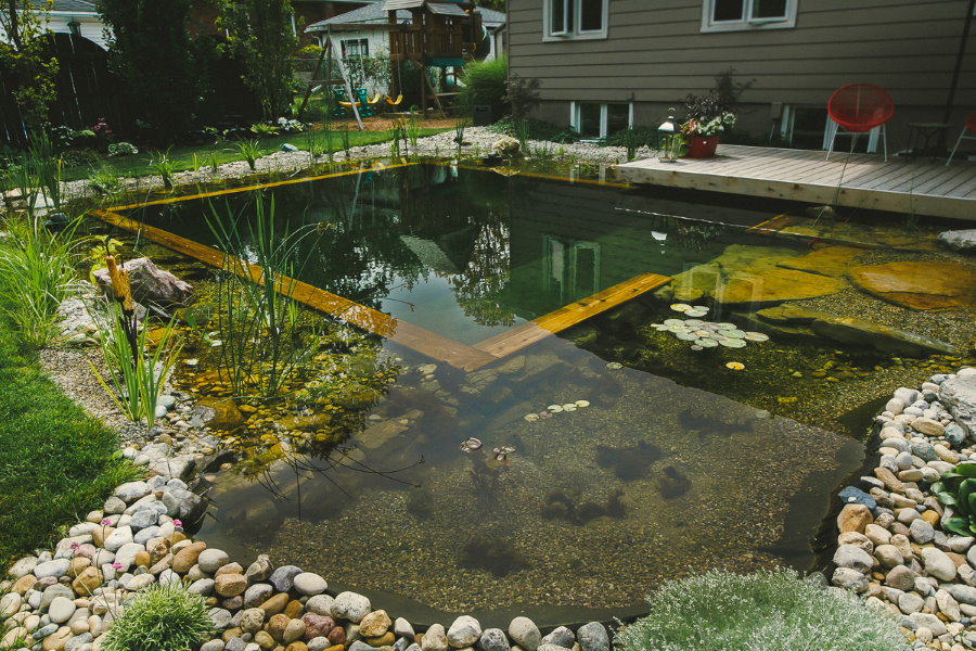 Natural-type country pool with aquatic plants