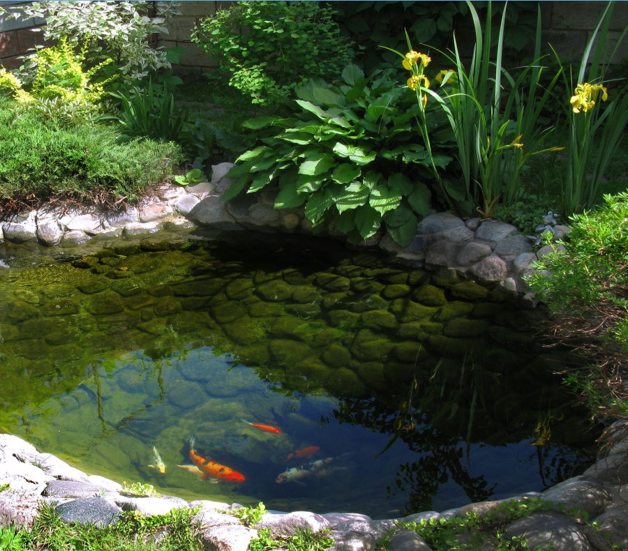 Lagoa equipada com peixe em uma casa de verão