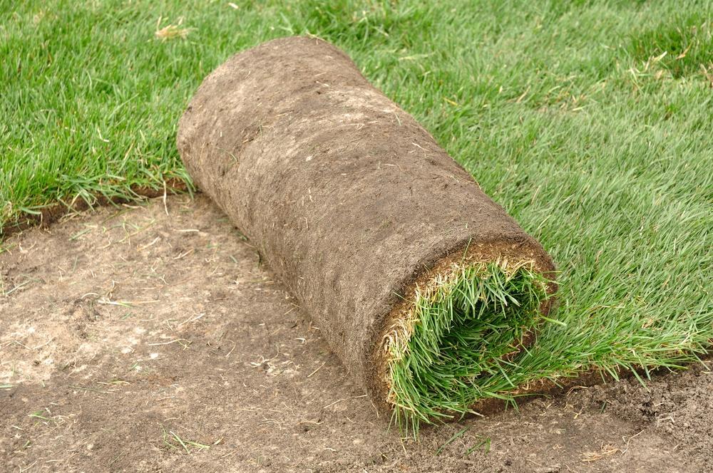 Đặt một cuộn cỏ trong vườn