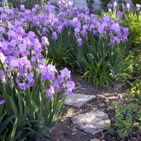 tuin plot van 6 hectare soorten foto's