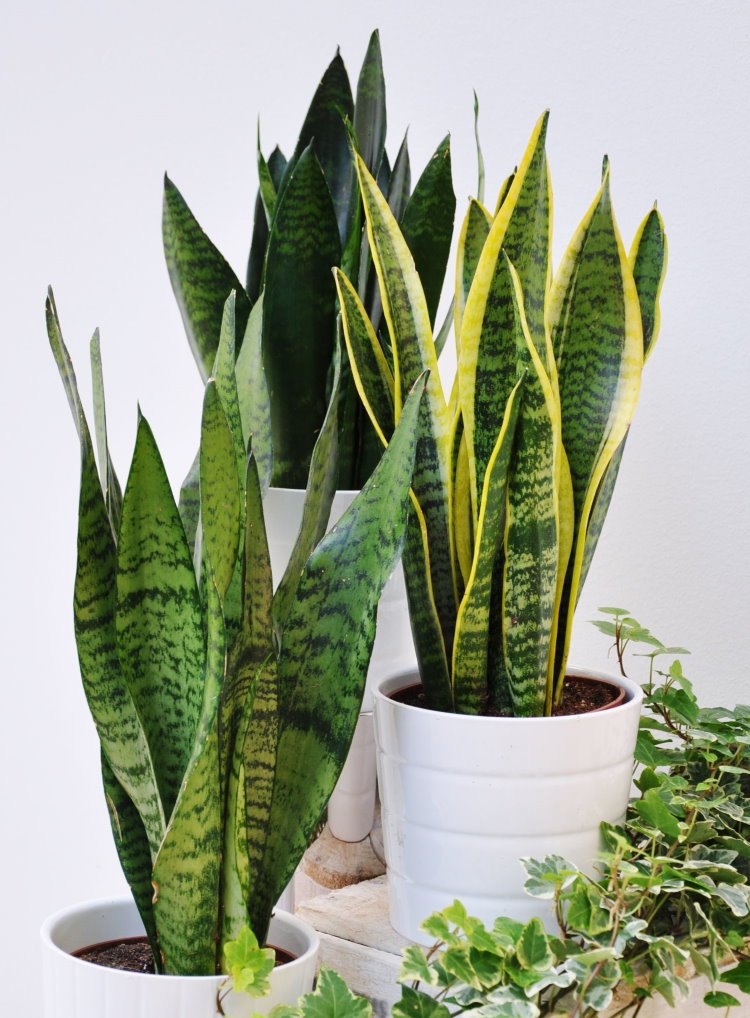 Sansevieria in witte potten in een appartement