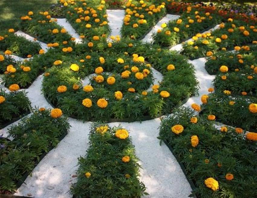 Bir güneş şeklinde kadife çiçeği çiçeklik