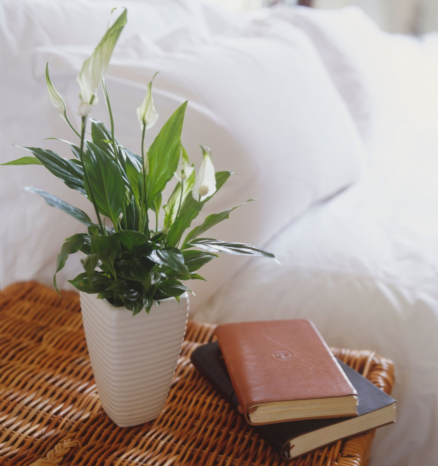 Spathiphyllum op het nachtkastje in de slaapkamer