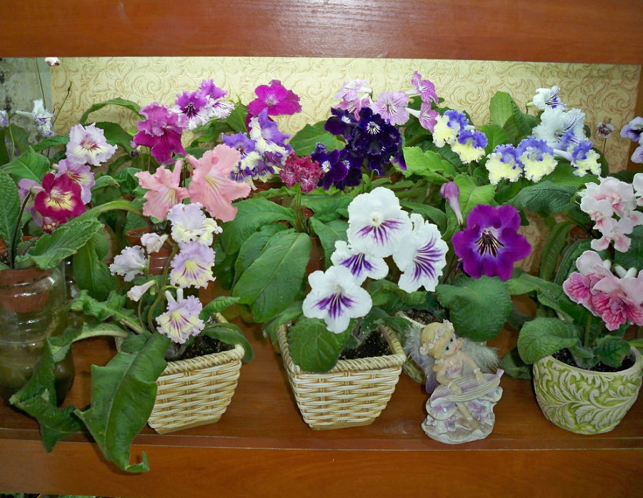 Bloeiende Streptocarpus thuis