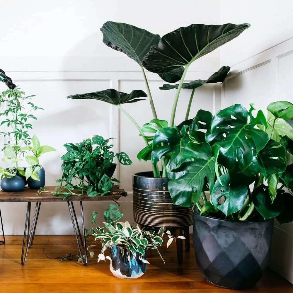 Samenstelling van schaduwplanten in de woonkamer