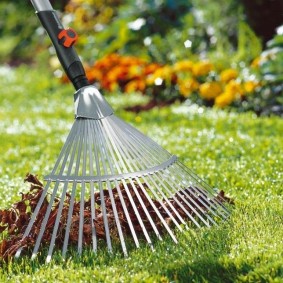 Làm sạch một chiếc lá của lá từ bề mặt của bãi cỏ
