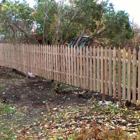 slab fence species photo
