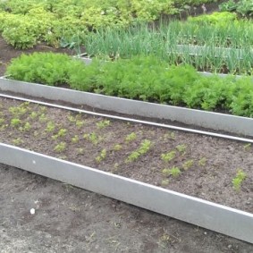 Seedlings sprouts on a high-walled bed
