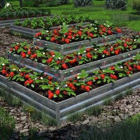 Removable strawberries in high beds