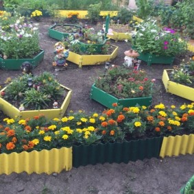Blooming marigolds on a flower bed of a country site