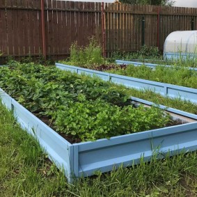 Raised bed with blue sides