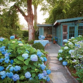 Zili ziedi uz hortenzijas krūmiem