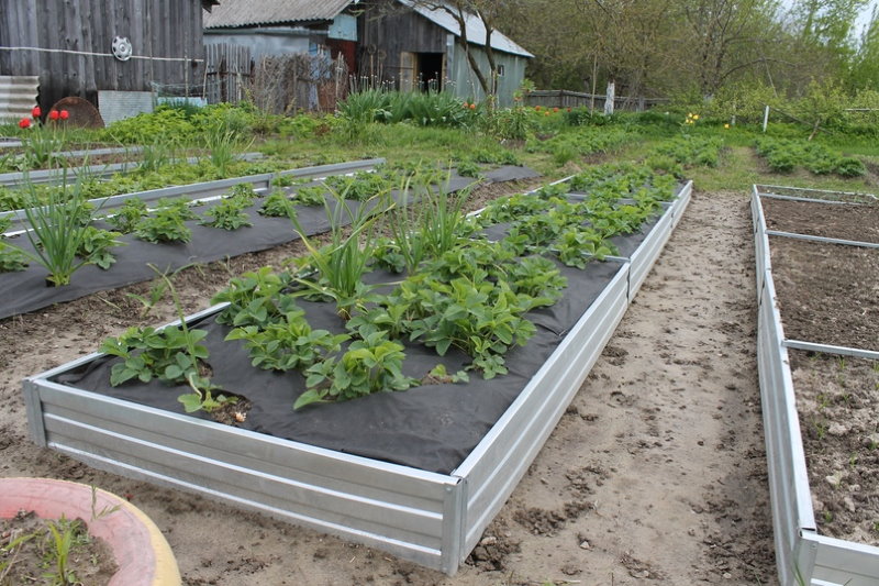 Plantarea căpșunilor de grădină pe paturi galvanizate