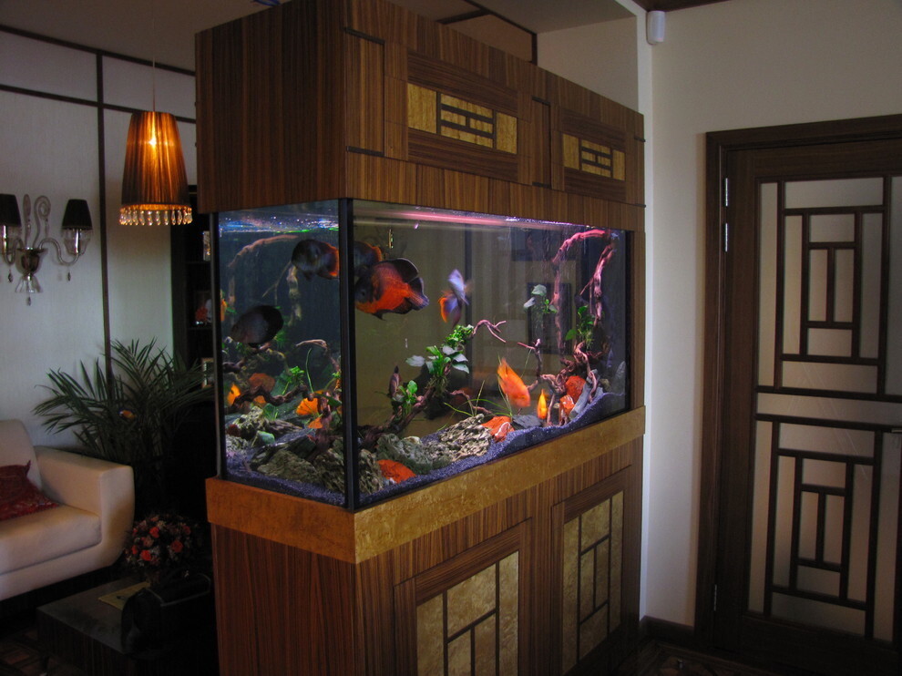 Japanse stijl aquarium met levende vis