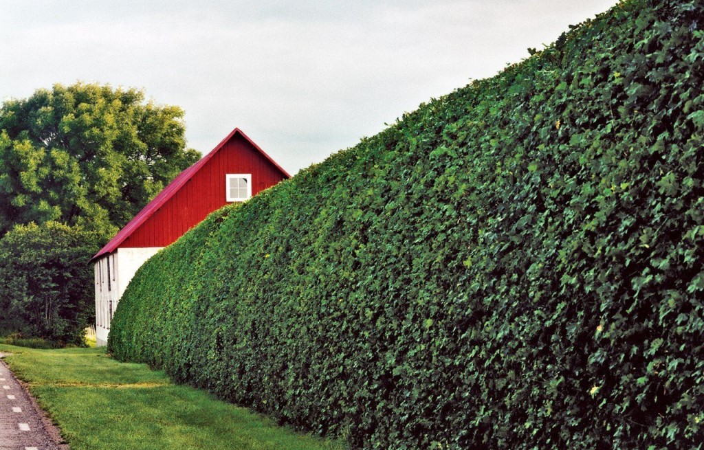 hedges in the country